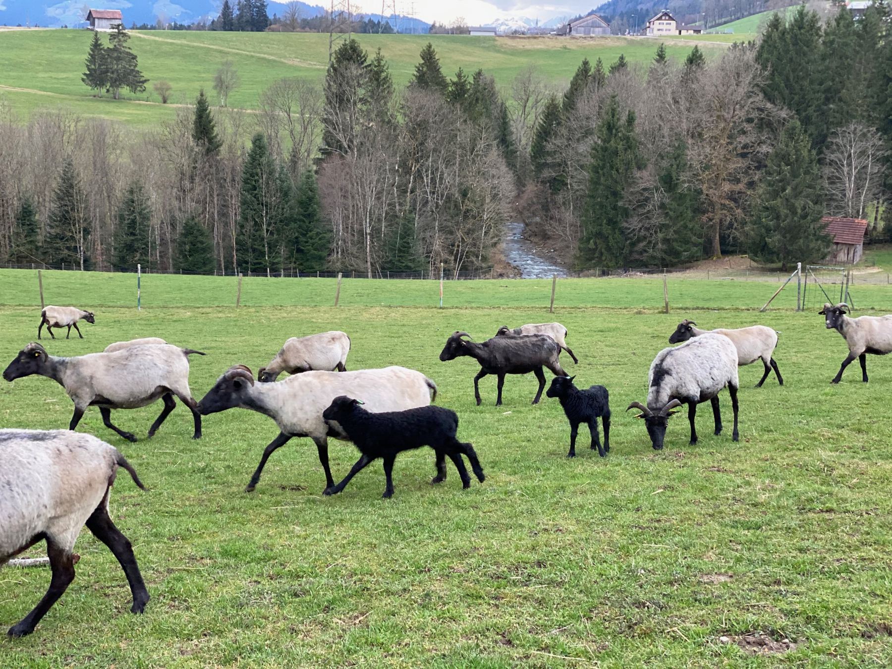 Heidschnucken mit Lämmern auf der Weide am Bach